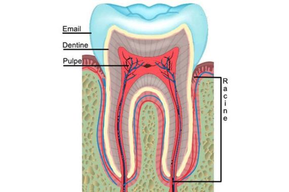 Schéma de la structure des dents